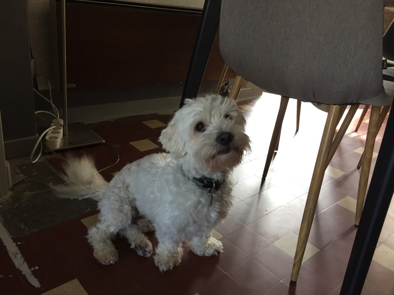 snowball, bichon de 3 ans