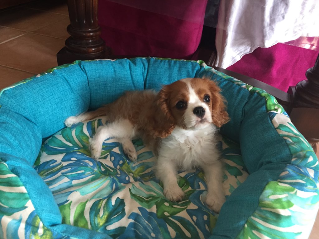 Poésie, cavalier king charles de 3 mois