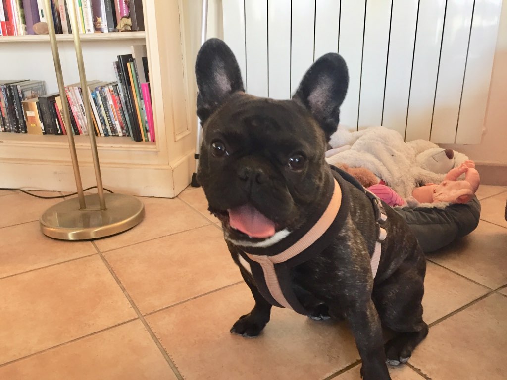 Jul, bouledogue français de 2 ans