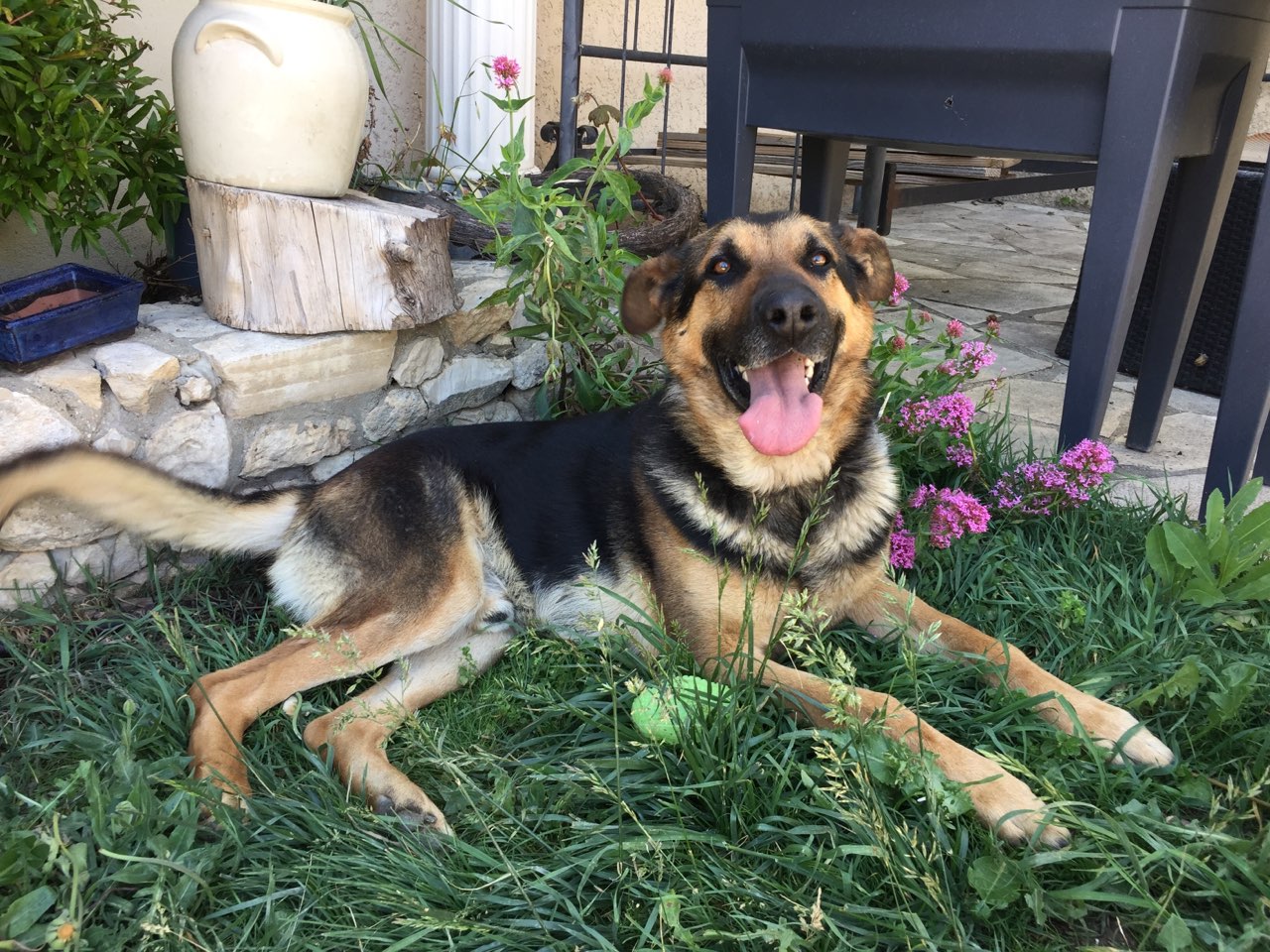 Mint, croisé berger allemand de 3 ans