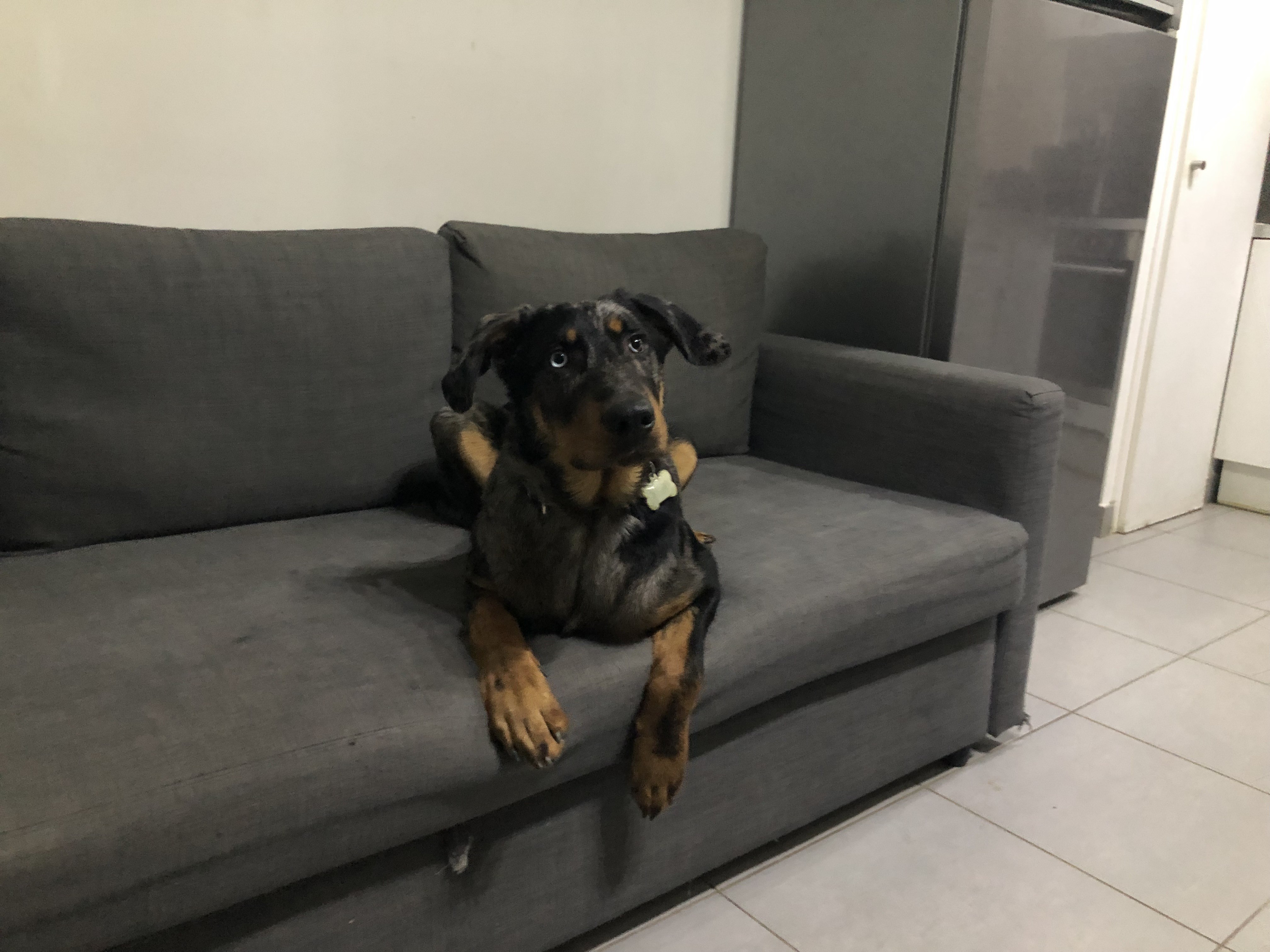Oslo, beauceron 7 mois