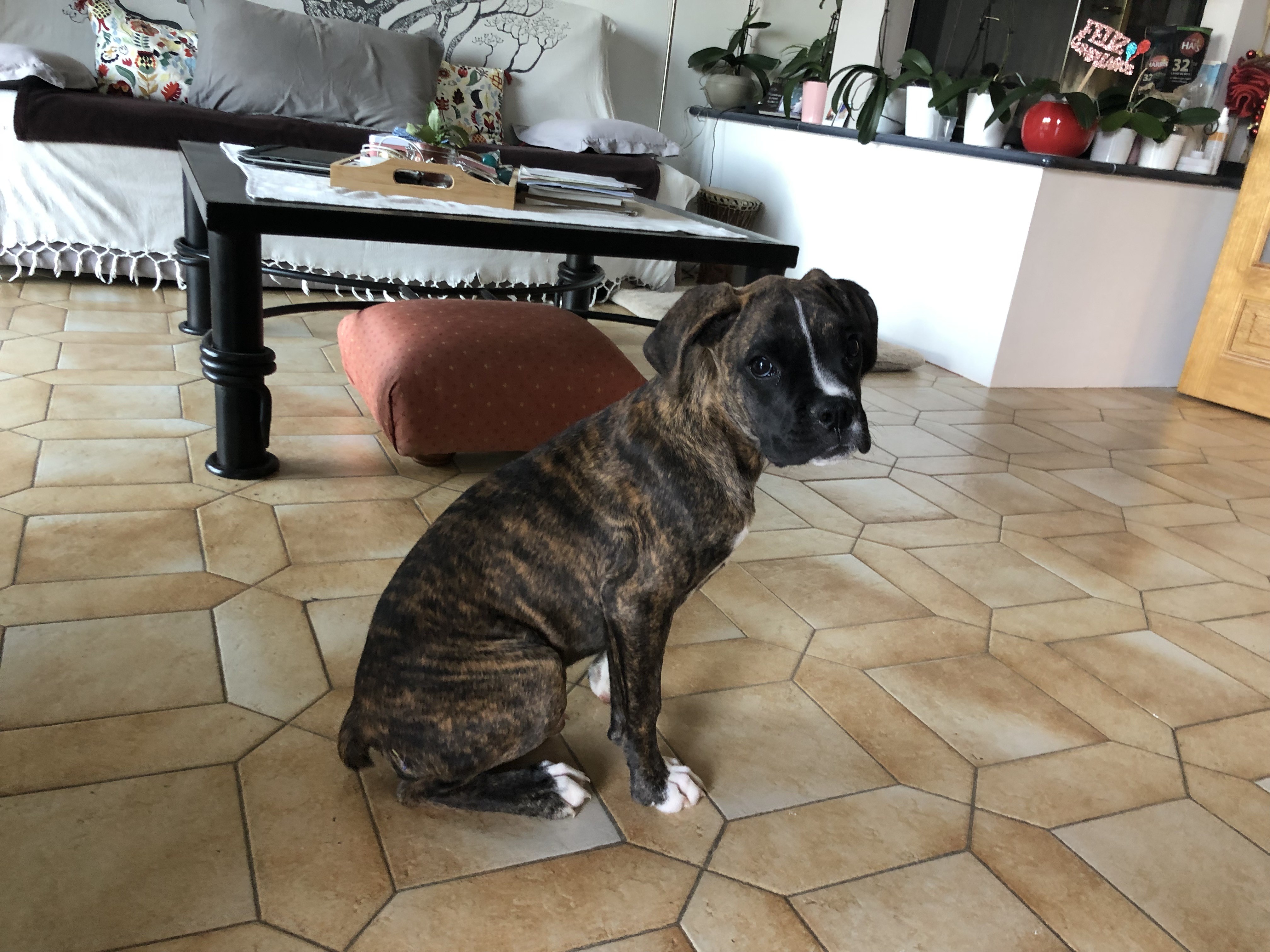 tina, boxer 3 mois