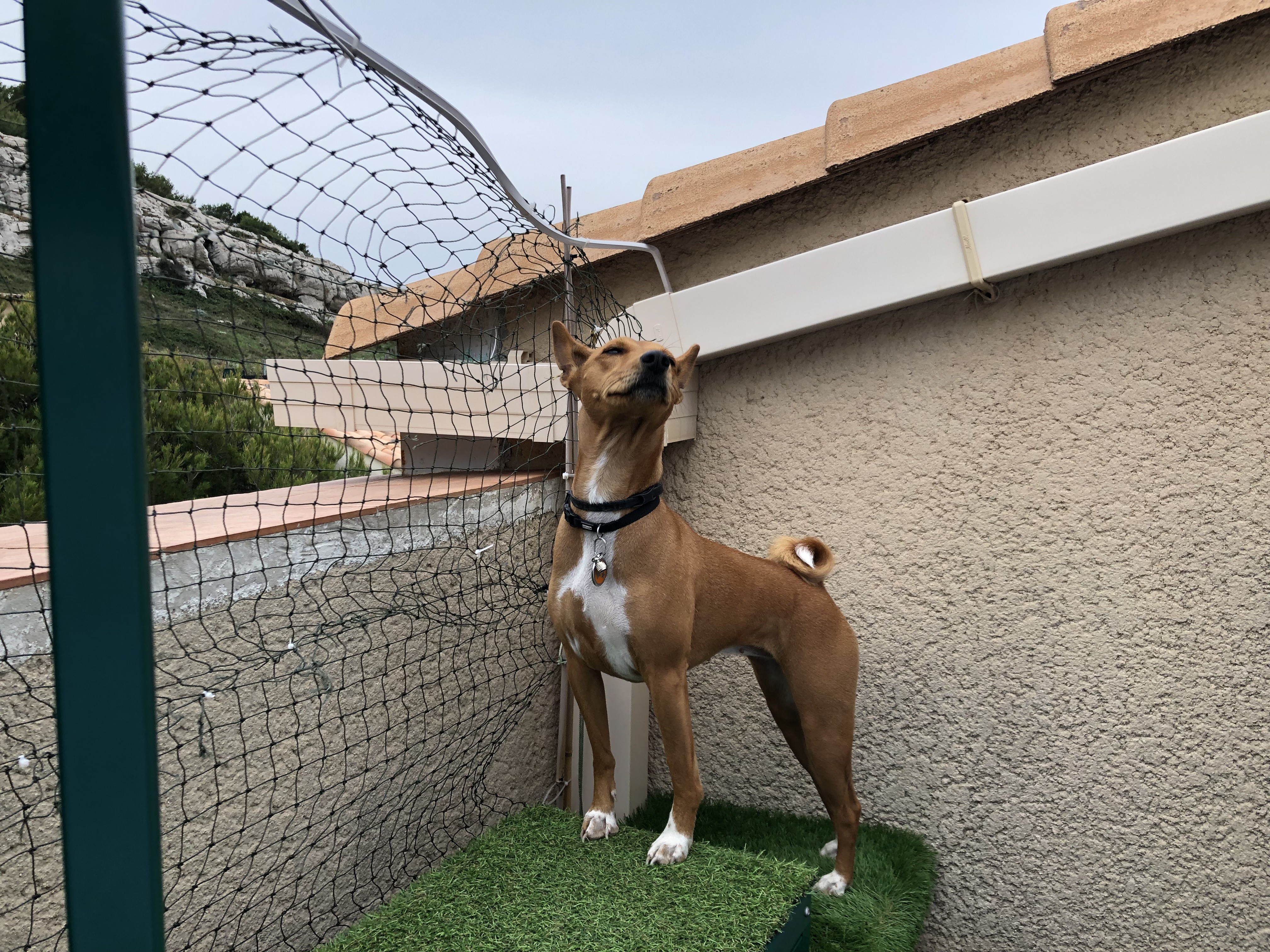 Piluka, basenji 3 ans