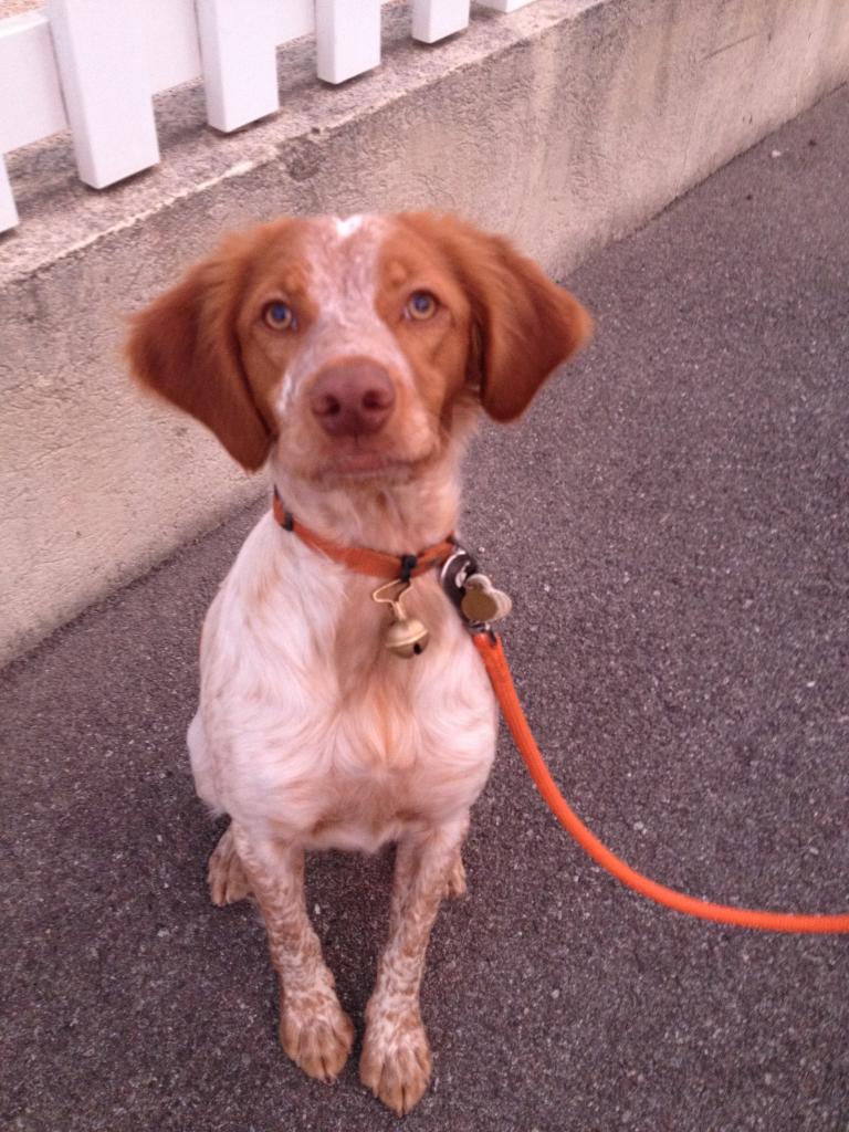 Laya, épagneul breton de 8 mois