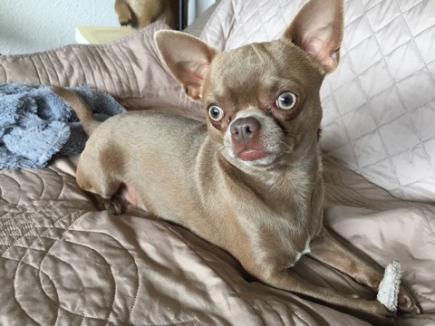 Nox, chihuahua de 2 ans