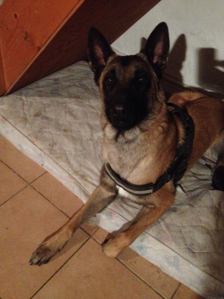 Jethro, malinois de 1 an 1/2