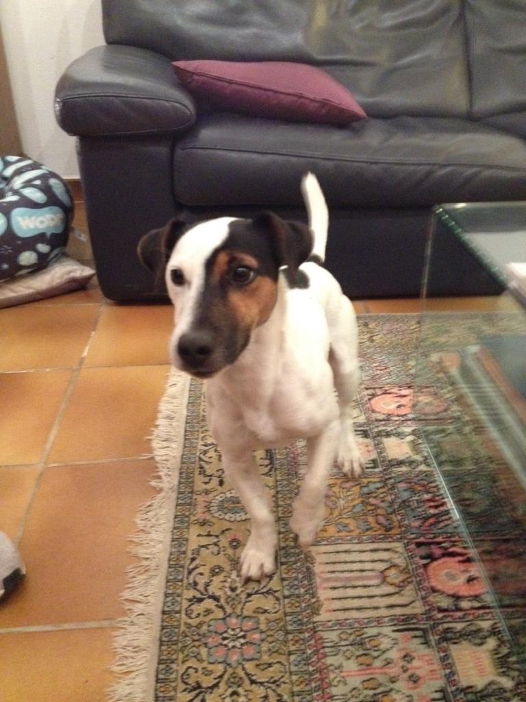 Gaspard, jack russel de 14 mois