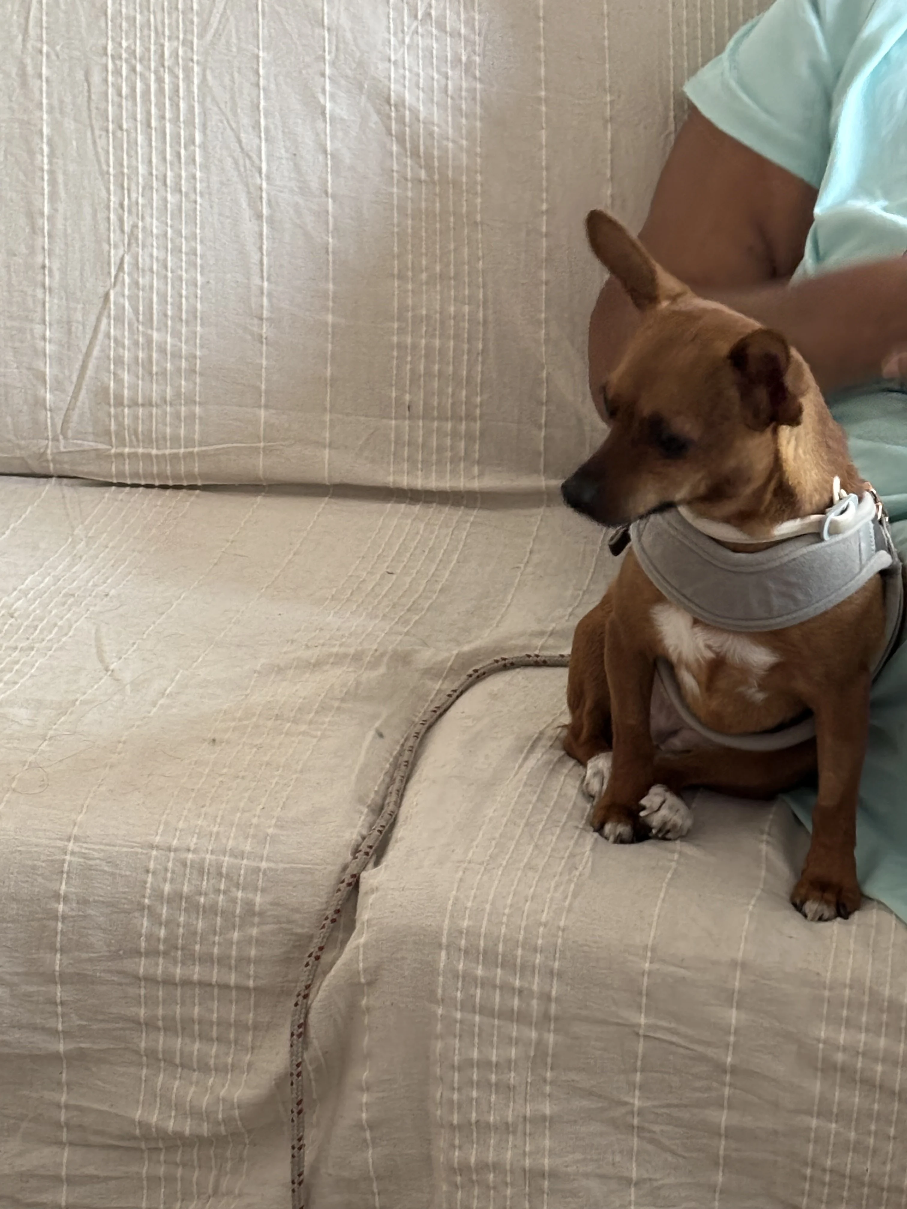 Clochette, chihuahua 2 ans
