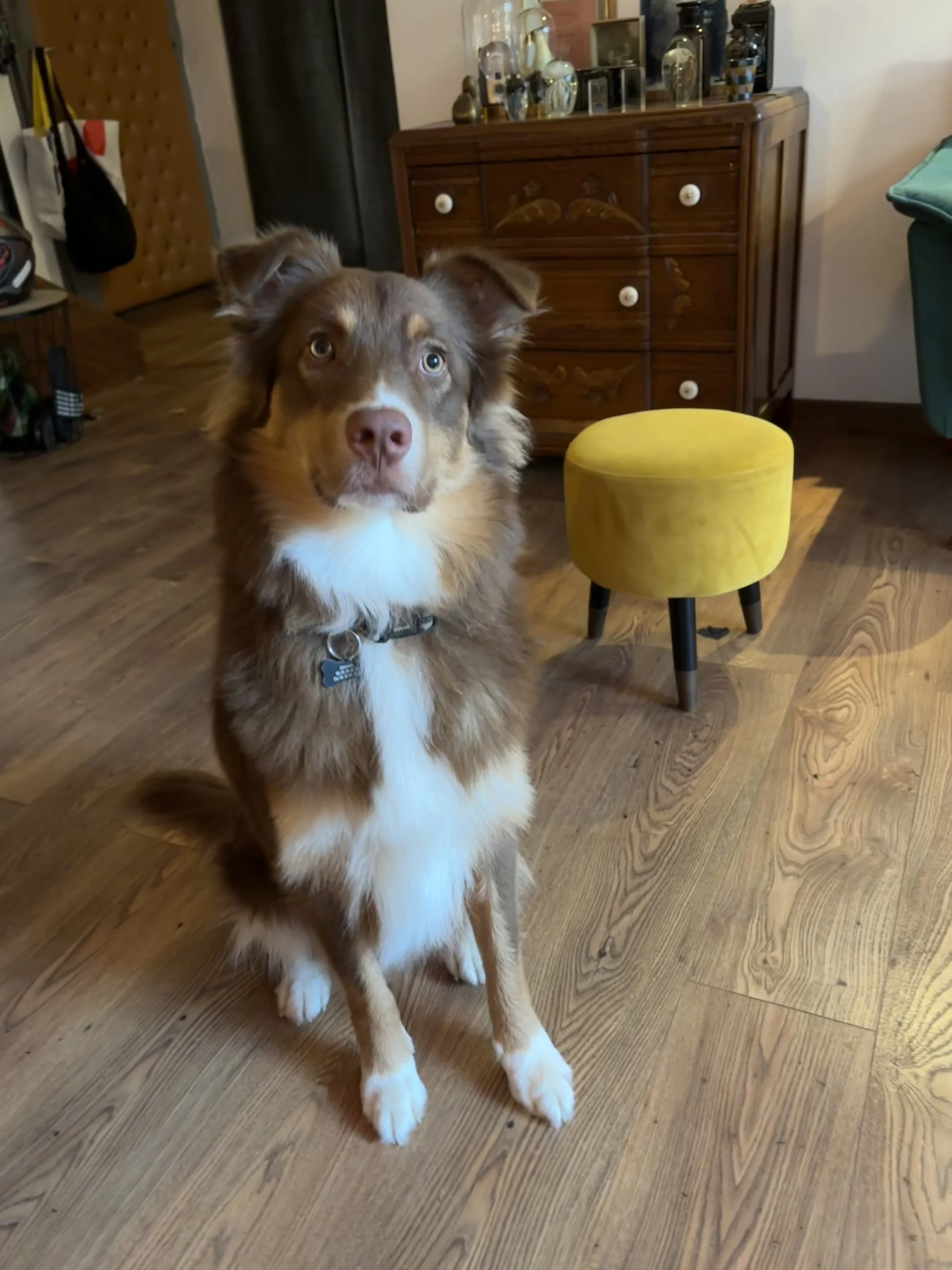 Vito, berger australien 11 mois