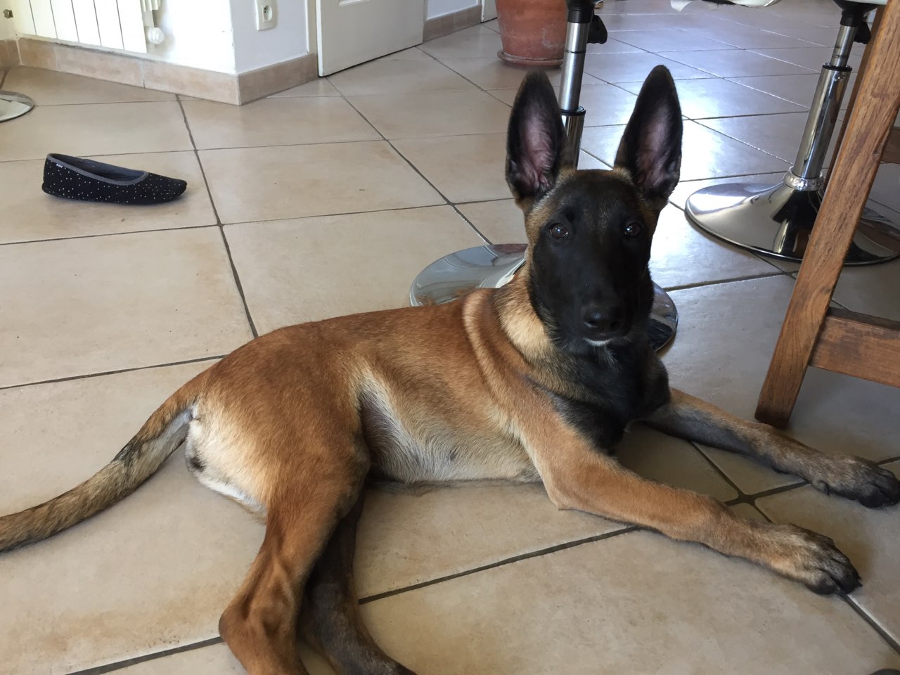 Pearl, malinois de 4 mois