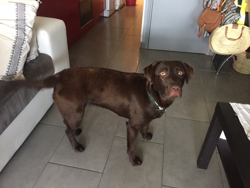 Bulma, labrador de 9 mois