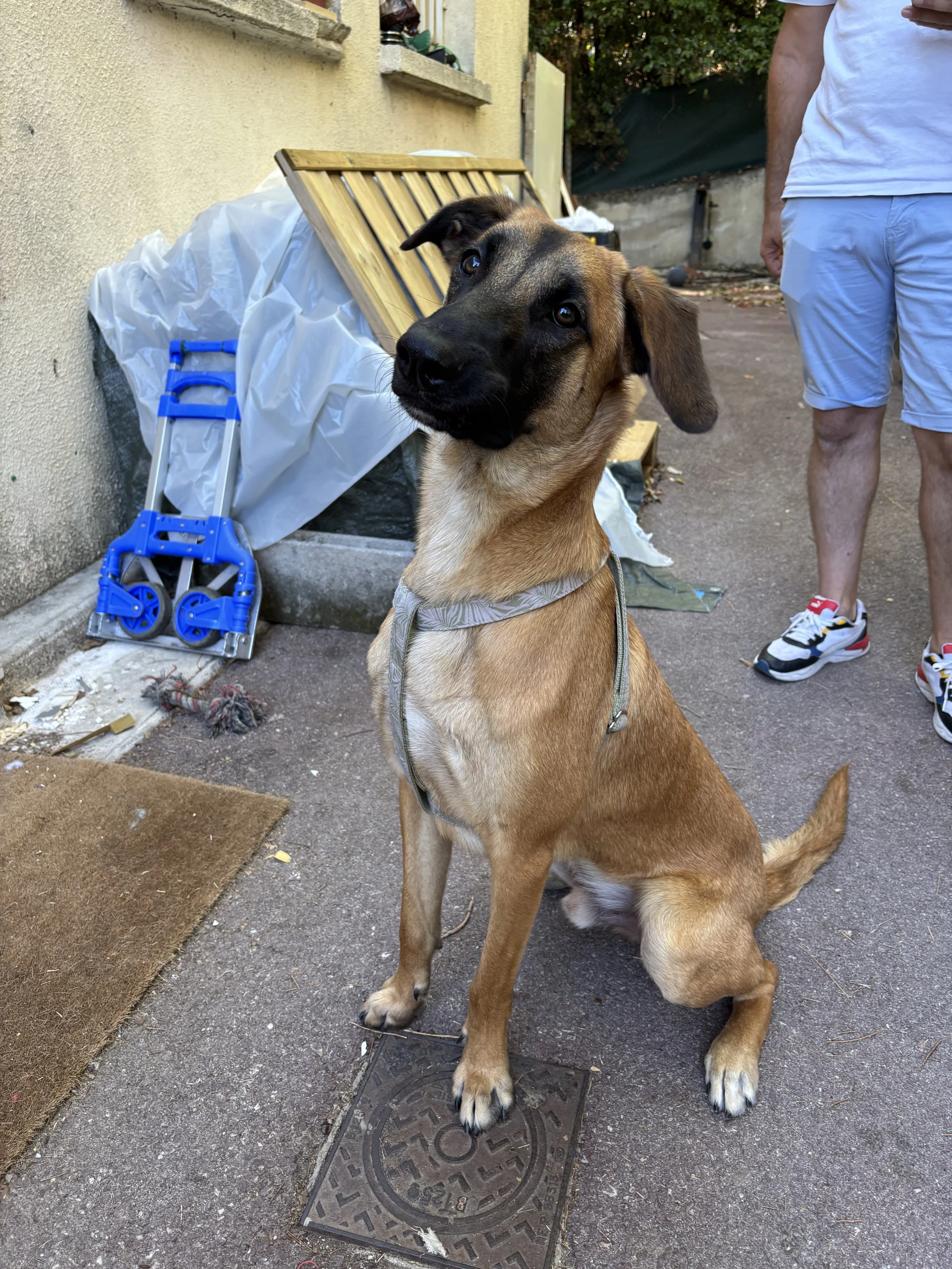 Vortex, croisé malinois 1 an