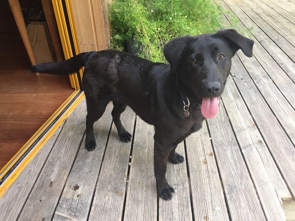 Mia, croisé labrador de 7 mois