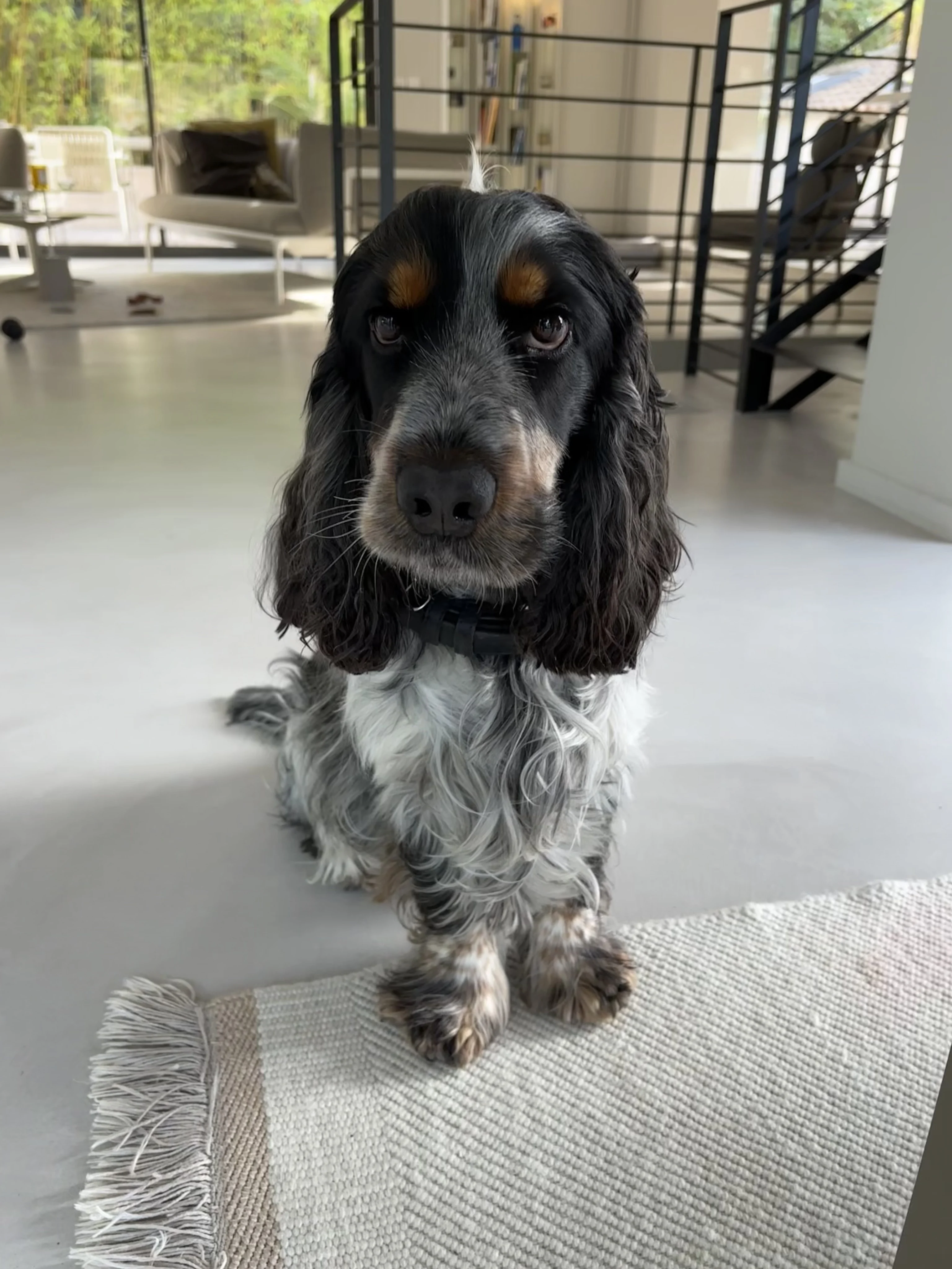 Scott, cocker 2 ans