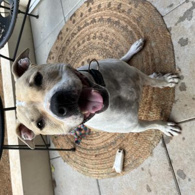 Prince, croisé staff dogue argentin de 6 ans 1/2