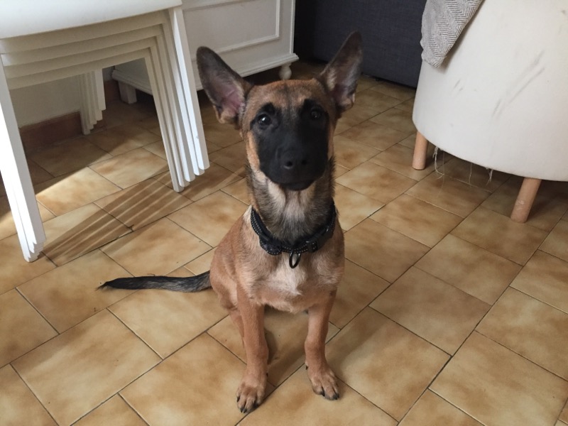 Miso, malinois de 3 mois