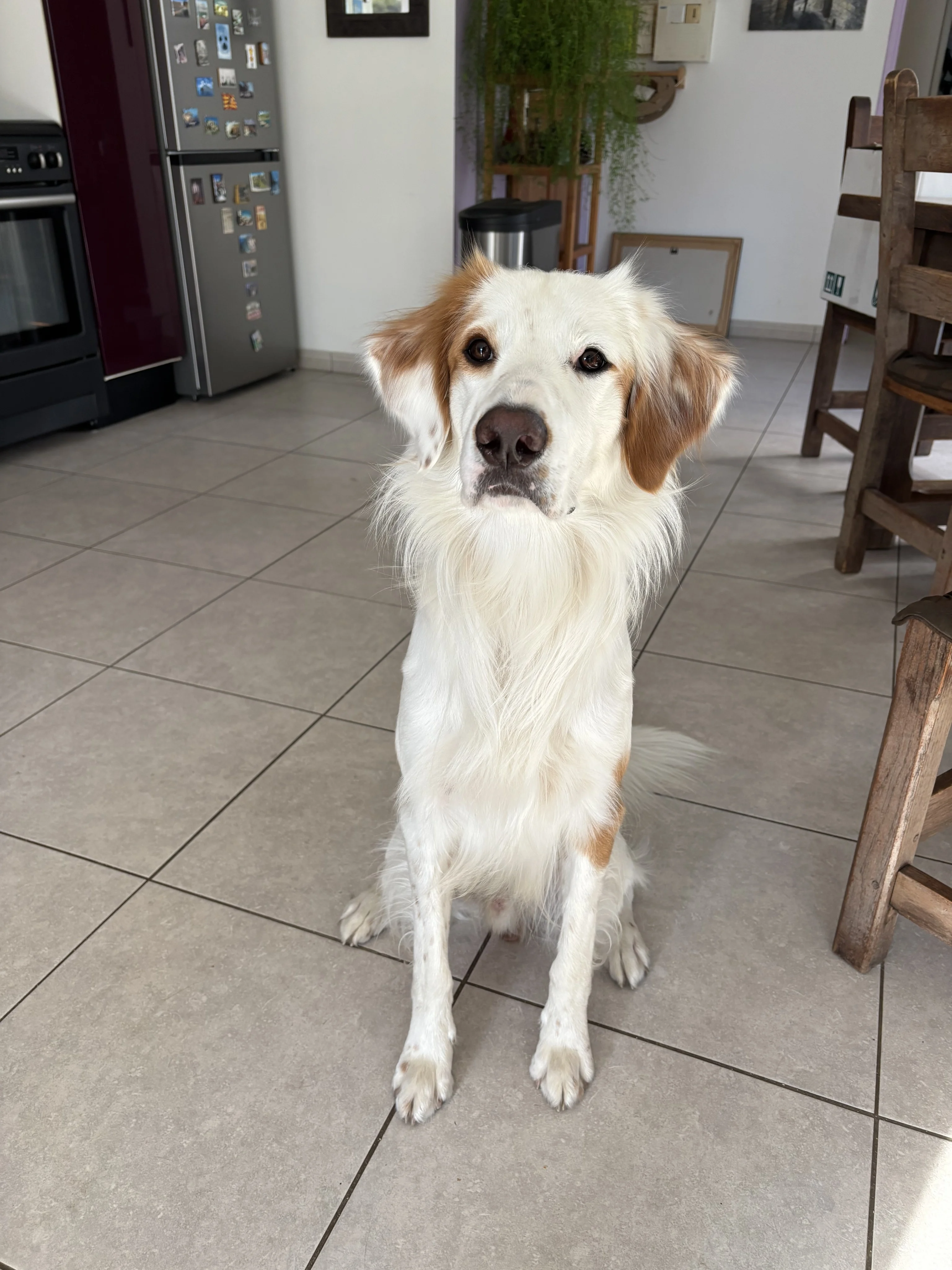 Thiago, croisé setter de 1an 1/2