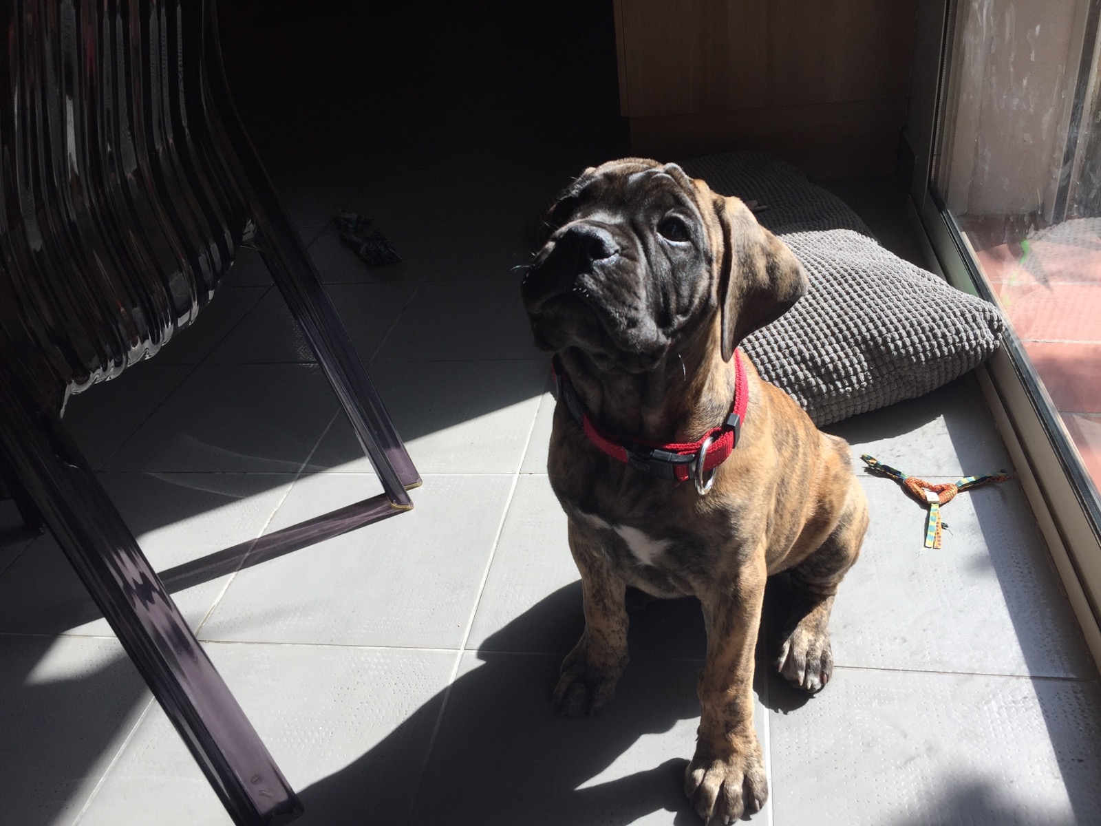 Fenix, bulmastiff de 3 mois