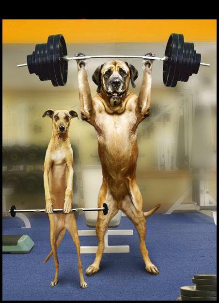 la-musculation-pour-chien