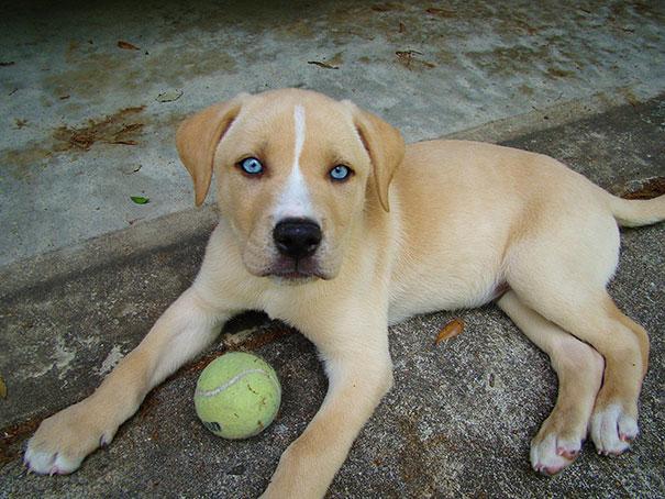 labrador & husky