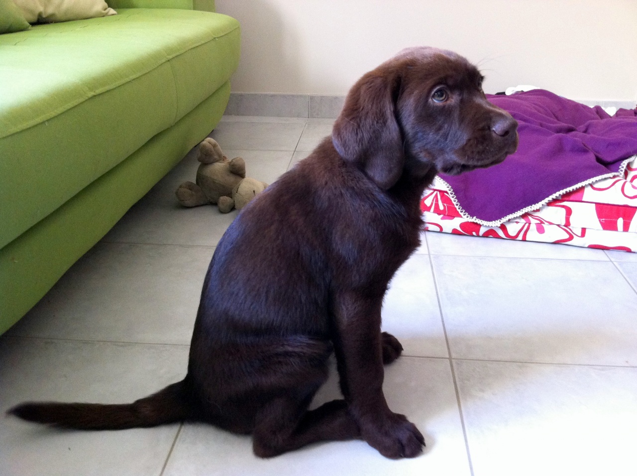 lou, labrador de 2 mois