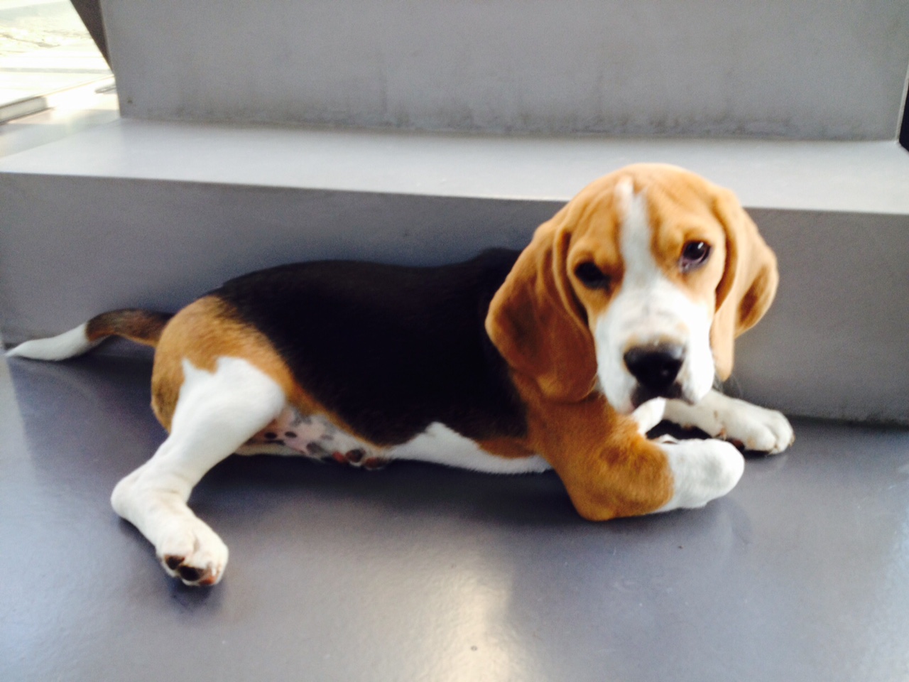 lucky beagle de 3 mois