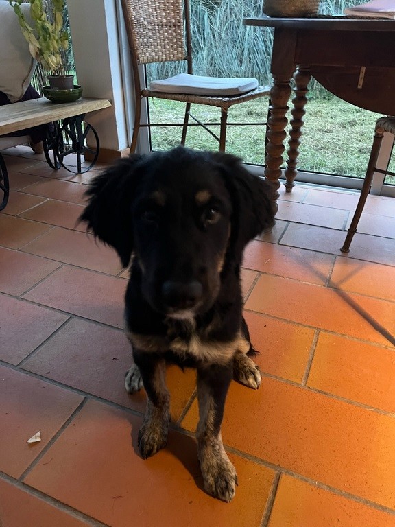 Lucky croise golden 7 mois