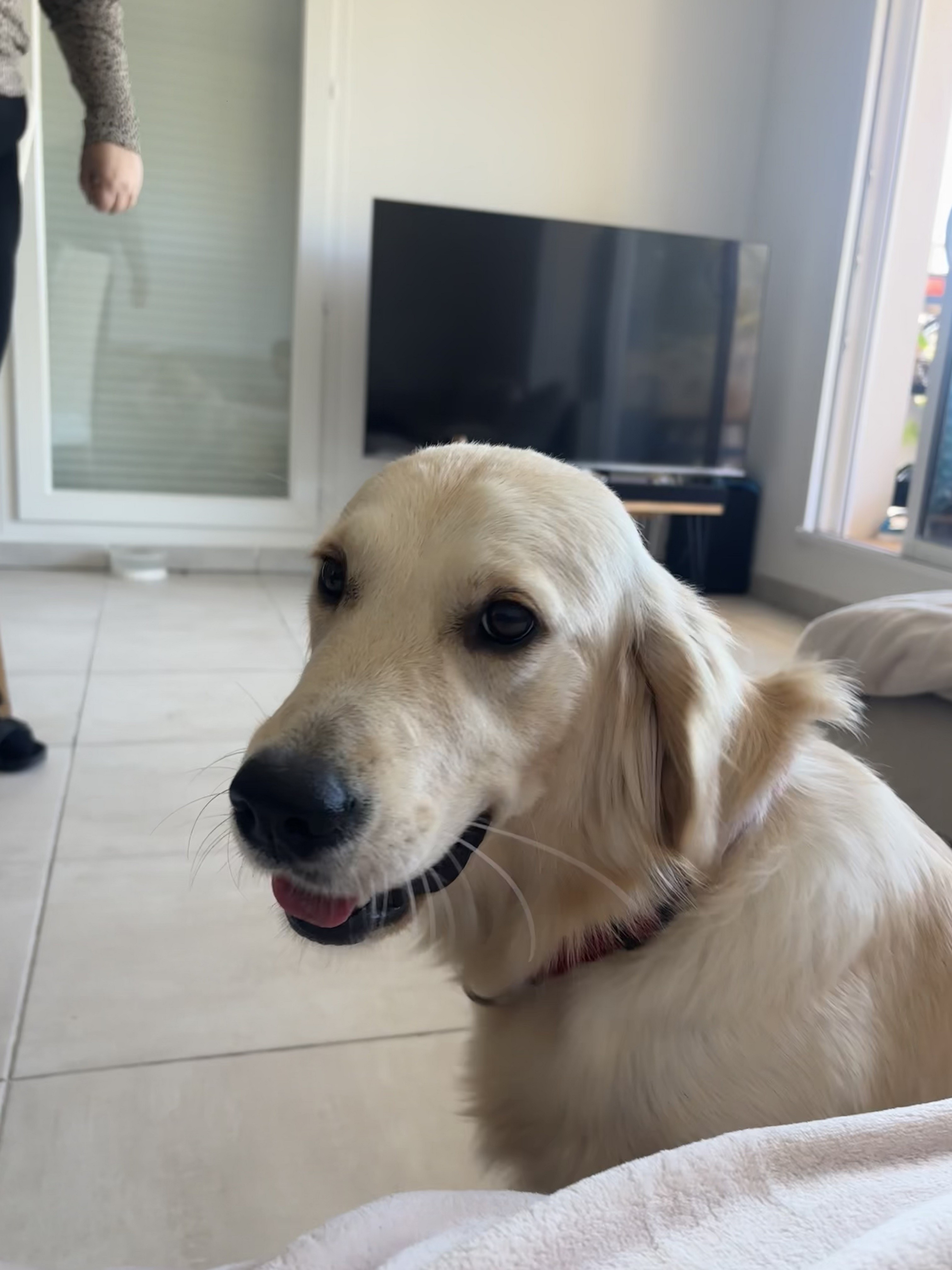 Nala, golden 13 mois