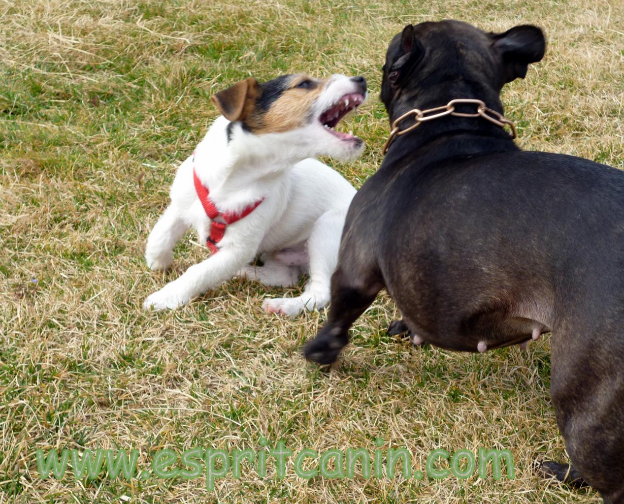 bouledogue français & jack russel