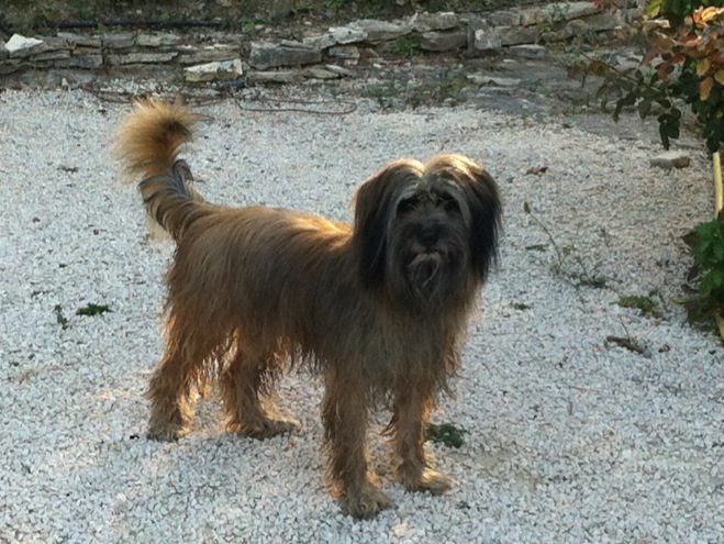 Arayou, berger des Pyrénées de 6 ans