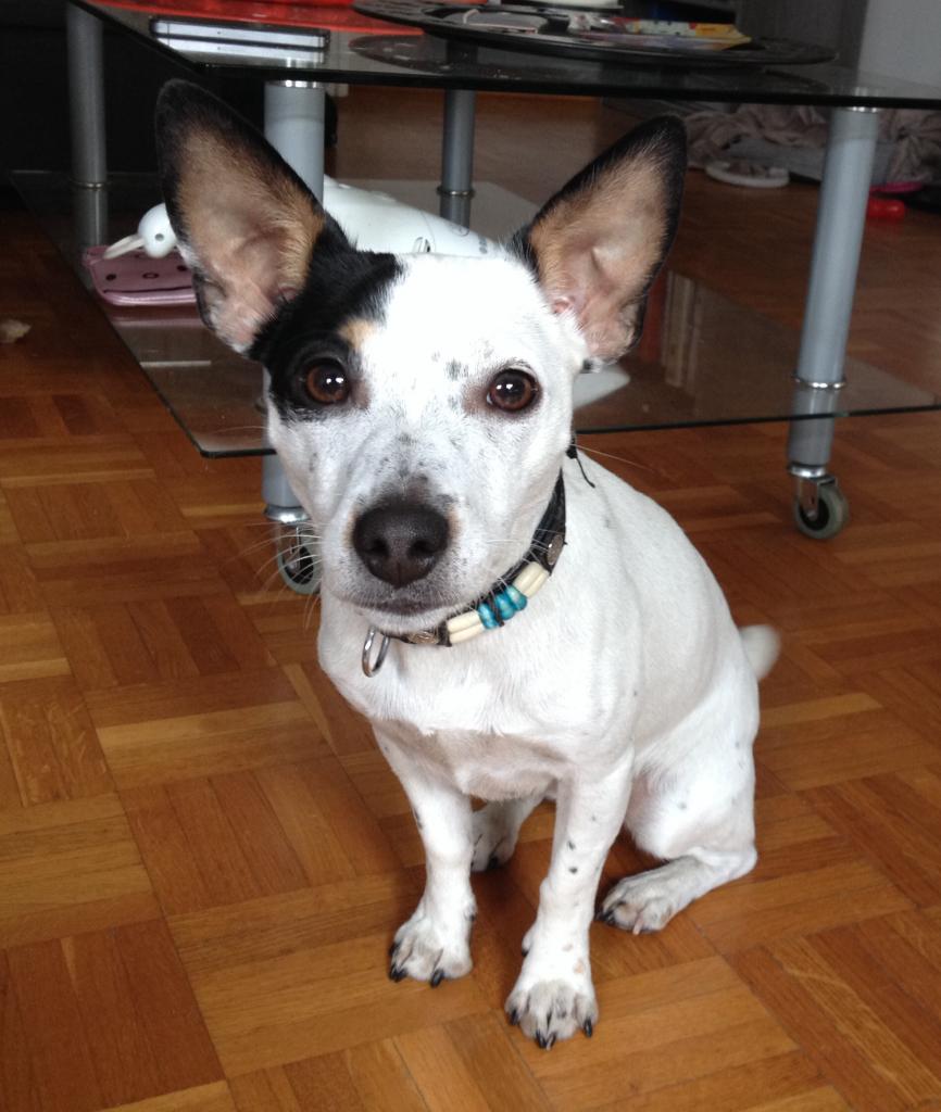 Holly, jack russel de 1 an