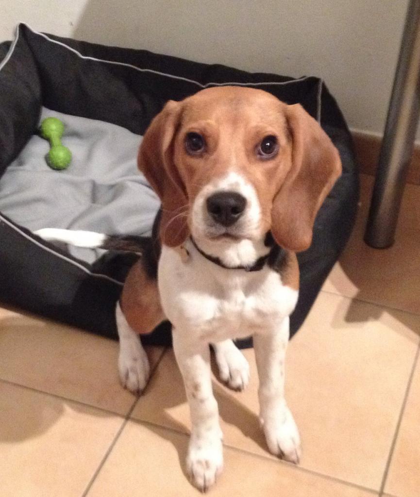 Icy, beagle de 6mois