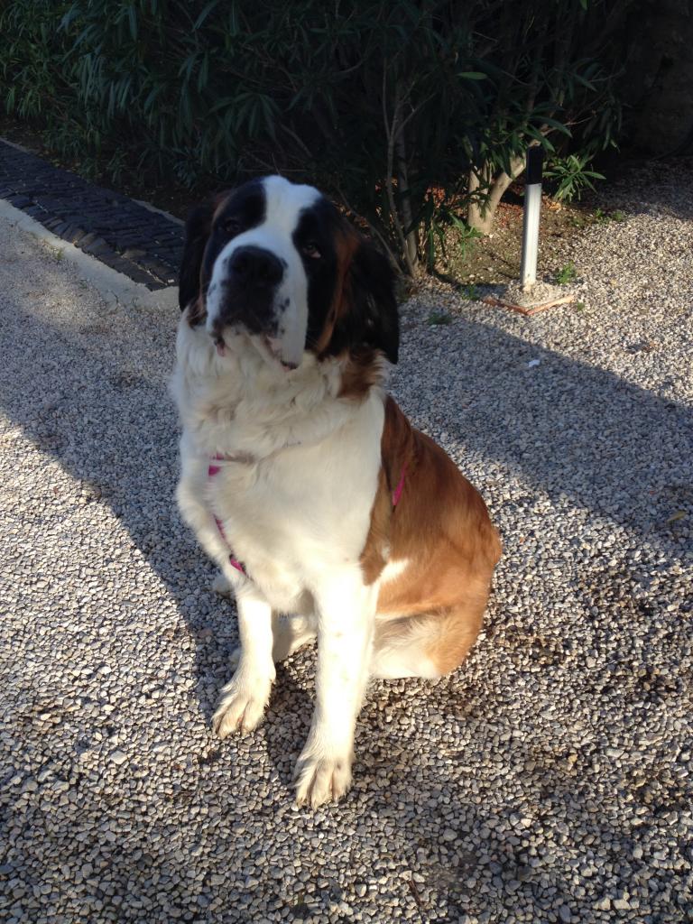 Hope: Saint Bernard d'1 an 1/2