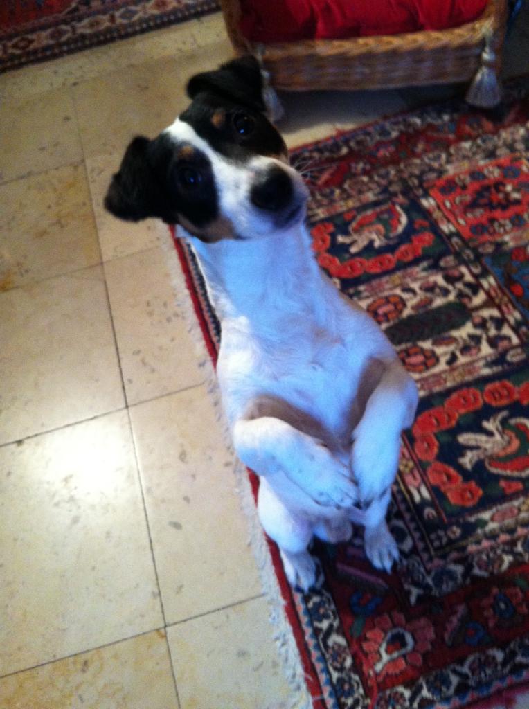 gustave, jack russel de 2 ans