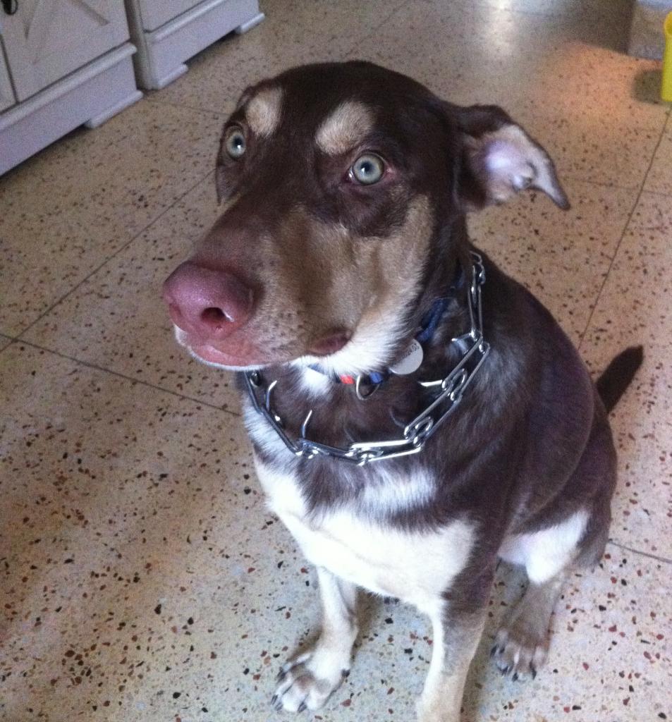 Horus, 11 mois chien de la Guadeloupe