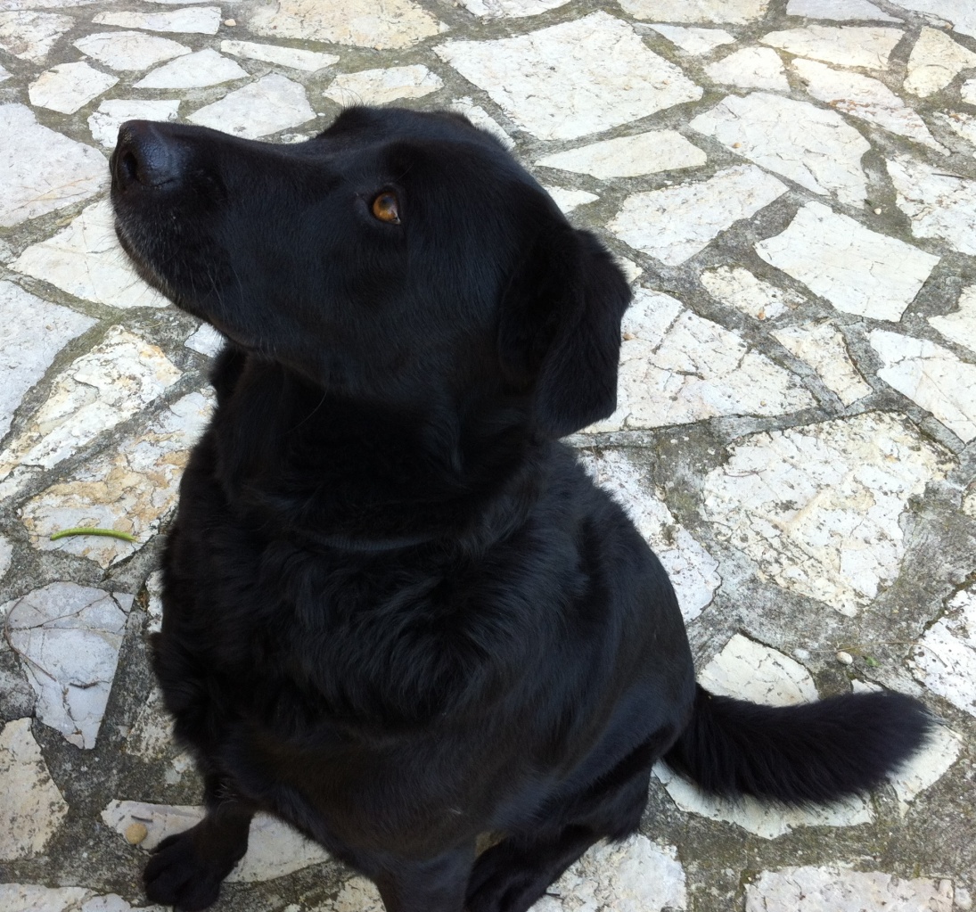 Didji, labrador de 4 ans