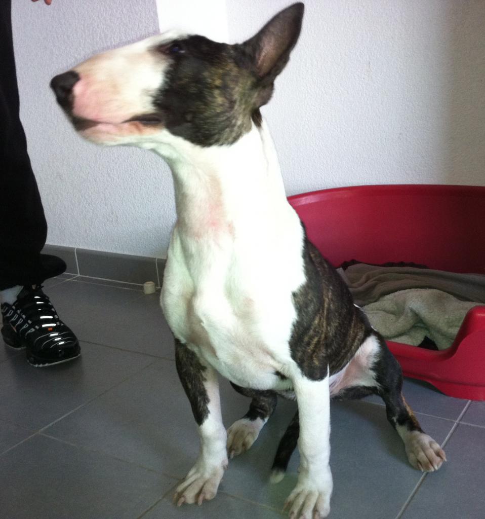 monroe, bull terrier 7 mois