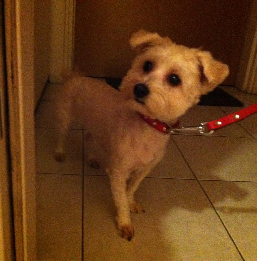 pepper, bichon havanais de 10 mois