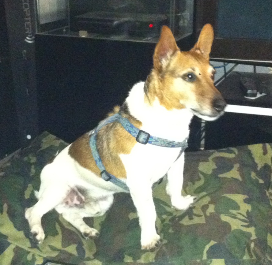 viking, jack russel de 9 ans