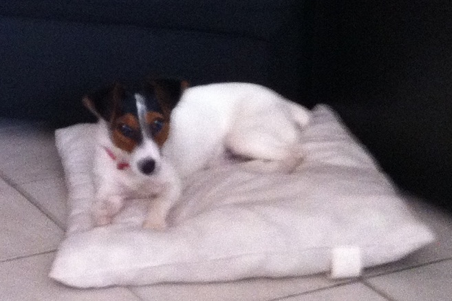 spyk, jack russel 7 mois