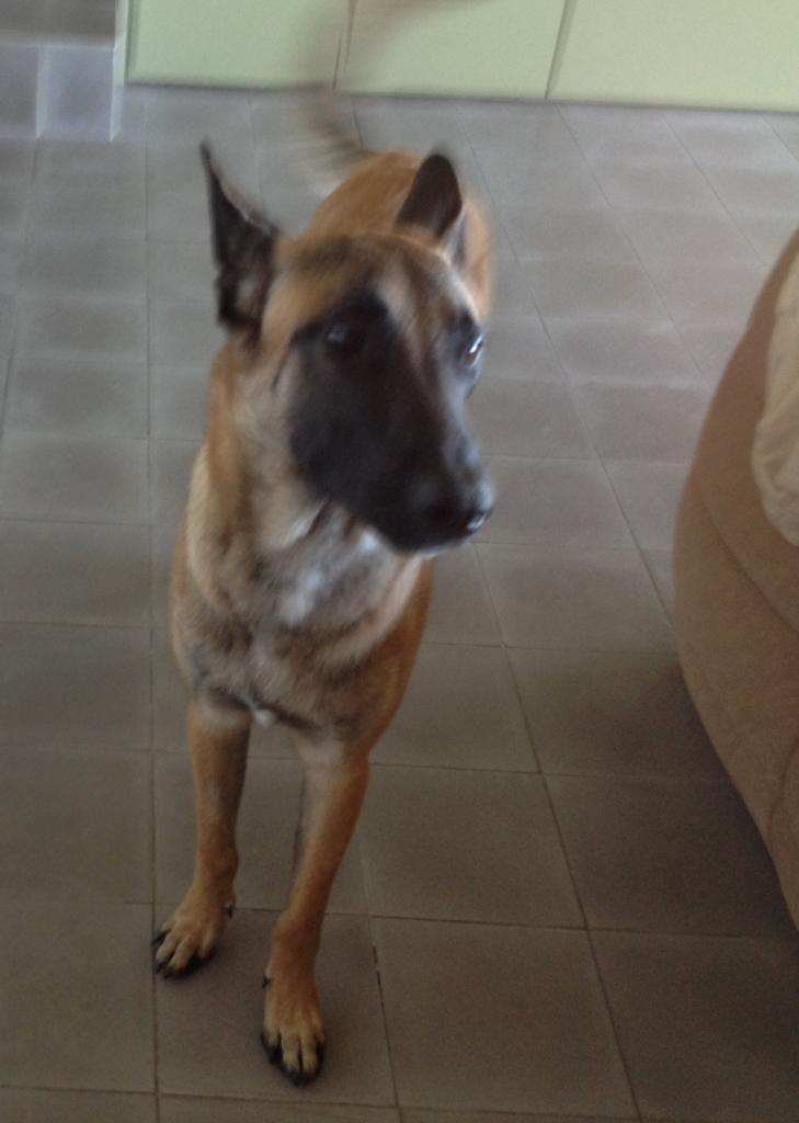 Smirnoff, malinois de 9 mois