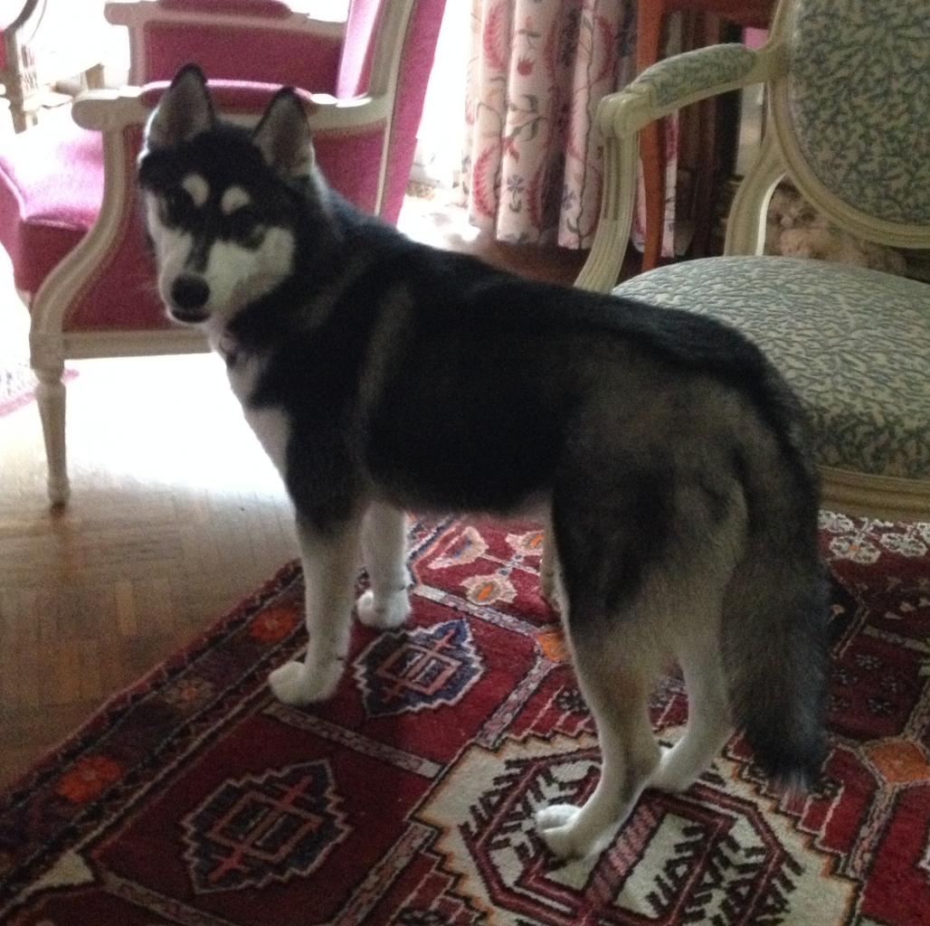 Iris, 6 mois husky