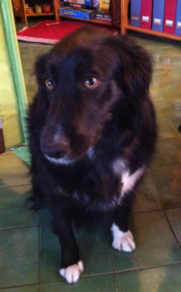 lili, 2 ans croisé berger & border collie