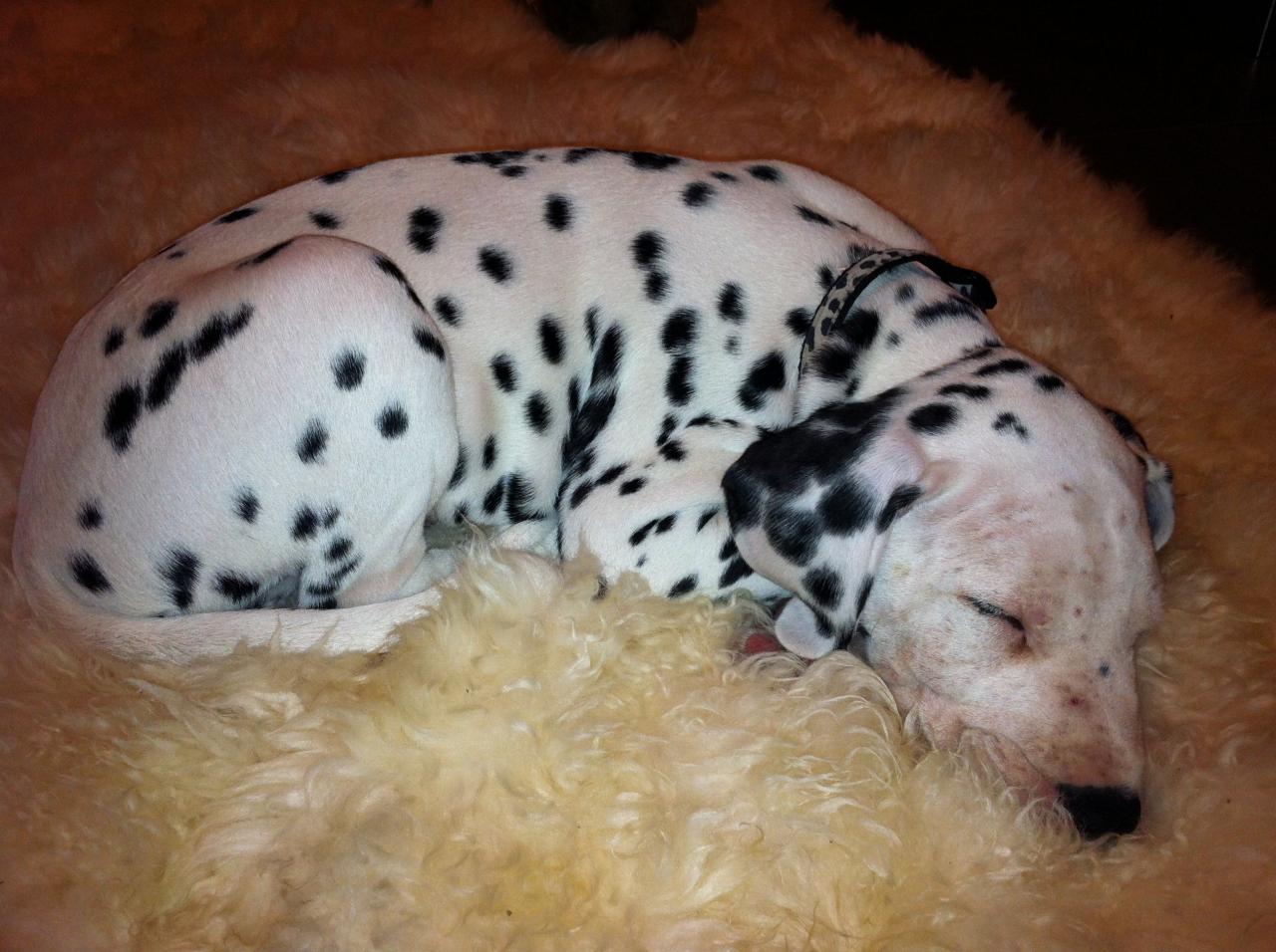 Gump dalmatien de 2 mois