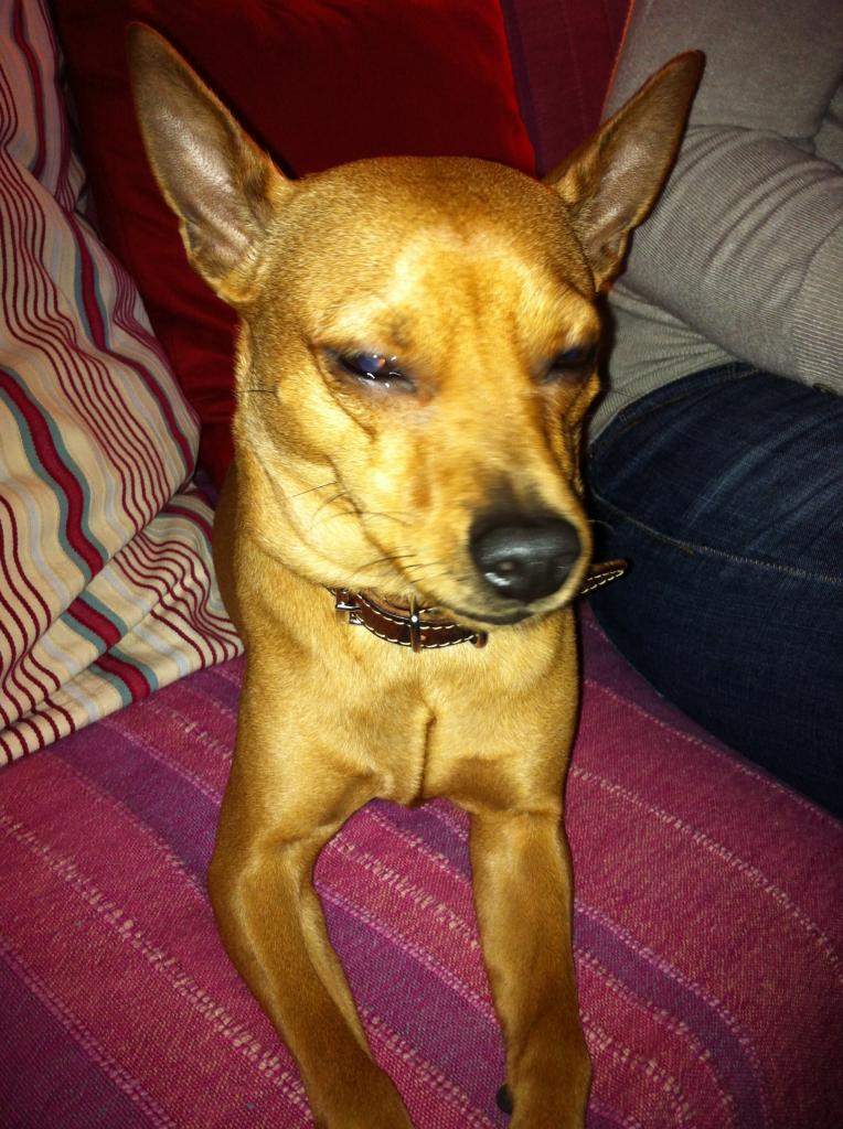 Ebie, pinscher nain de 2 ans 1/2