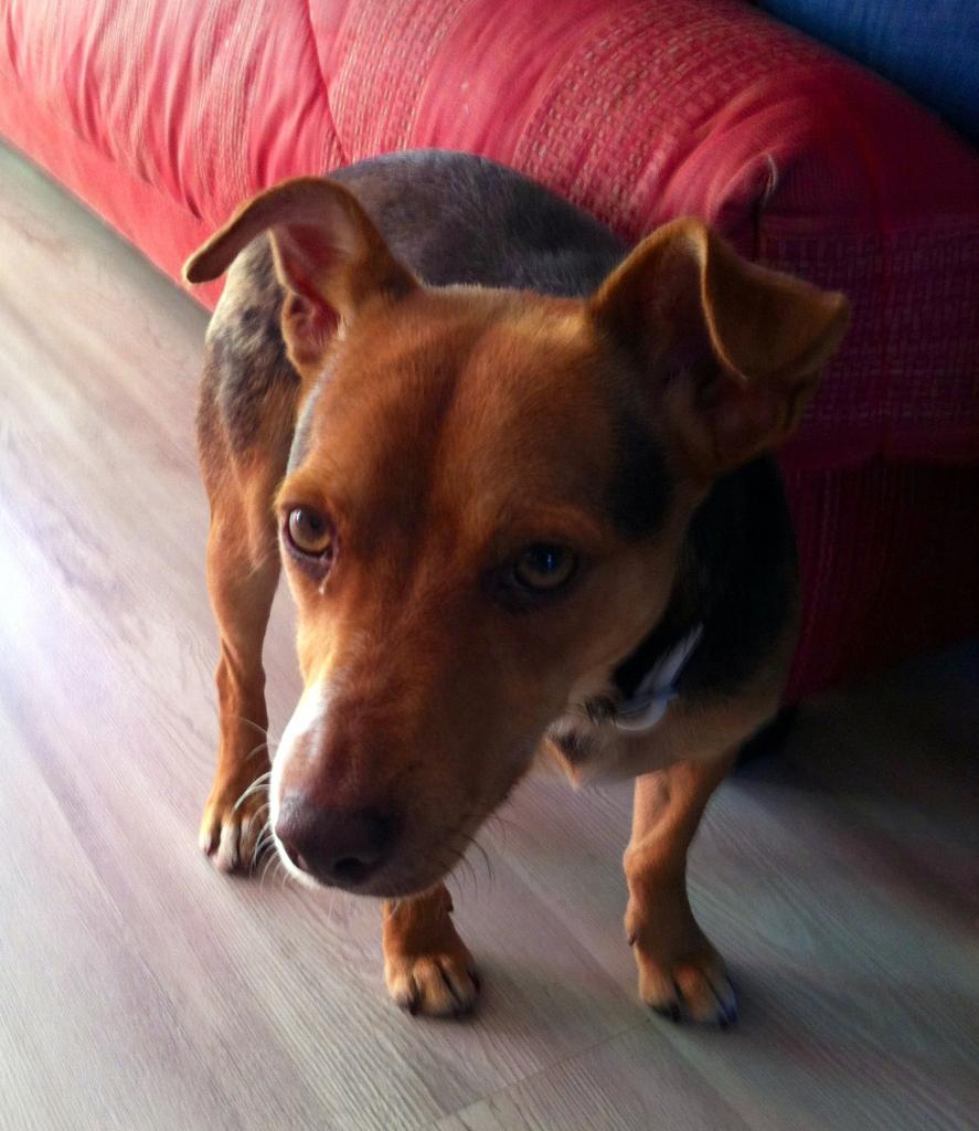 sam, 8 mois croisé jack russel & pinscher