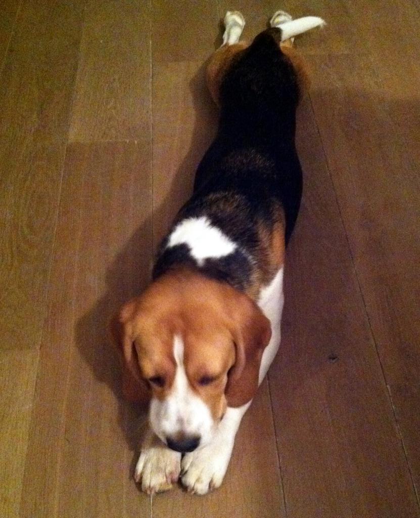 Giada, beagle de 6 mois