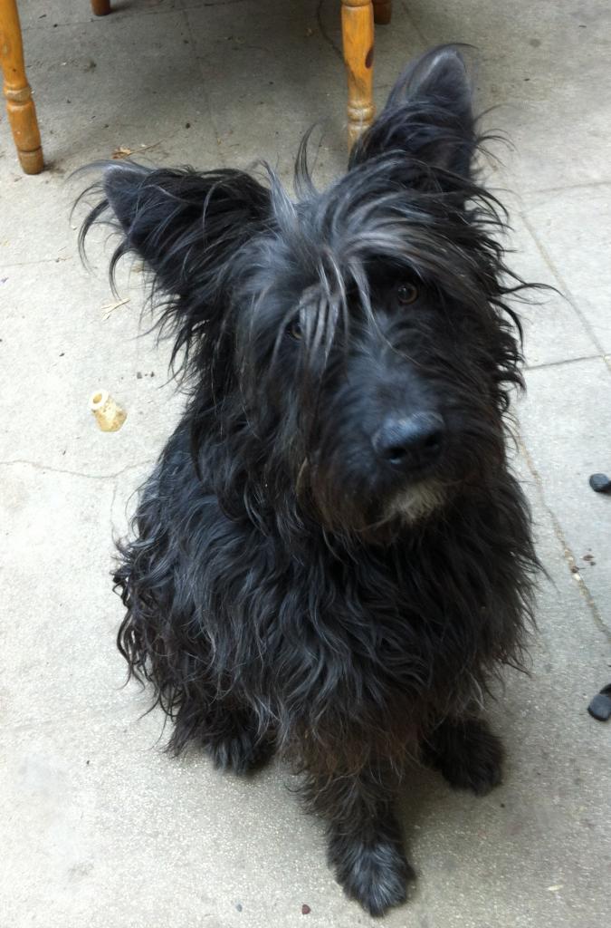 kumba, 19 mois, croisé briard et border collie