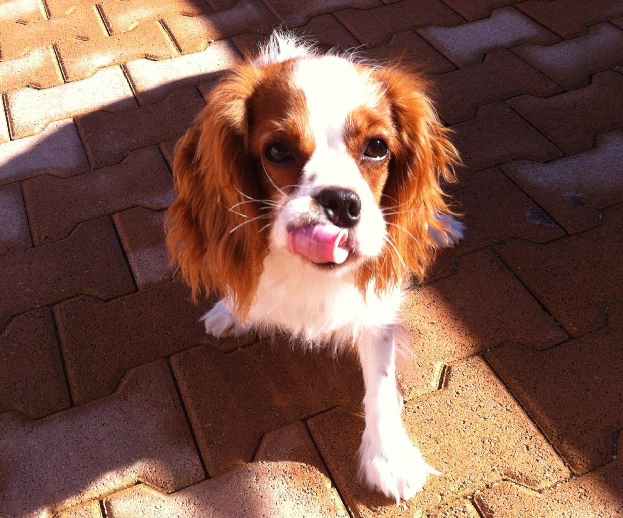 hyona, cavalier king charles de 8 mois