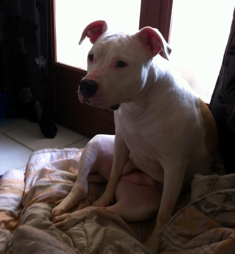 djina, 2 ans Staffordshire Bull Terrier